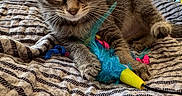 Kiwi is registered to the contest to win money with this photo: kitten, cat, tabby, feather_toy, bed, quilt, striped, indoor, pet, animal, feline, curious, paw, playful, window, sunlight, cozy, room, shoes, bag