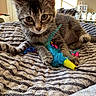 kitten, cat, tabby, feather_toy, bed, quilt, striped, indoor, pet, animal, feline, curious, paw, playful, window, sunlight, cozy, room, shoes, bag