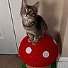 kitten, cat, tabby, scratching_post, mushroom, indoor, carpet, wall, pet, cute, animal, feline, small, curious, sitting, playful, home, furniture, decor, young