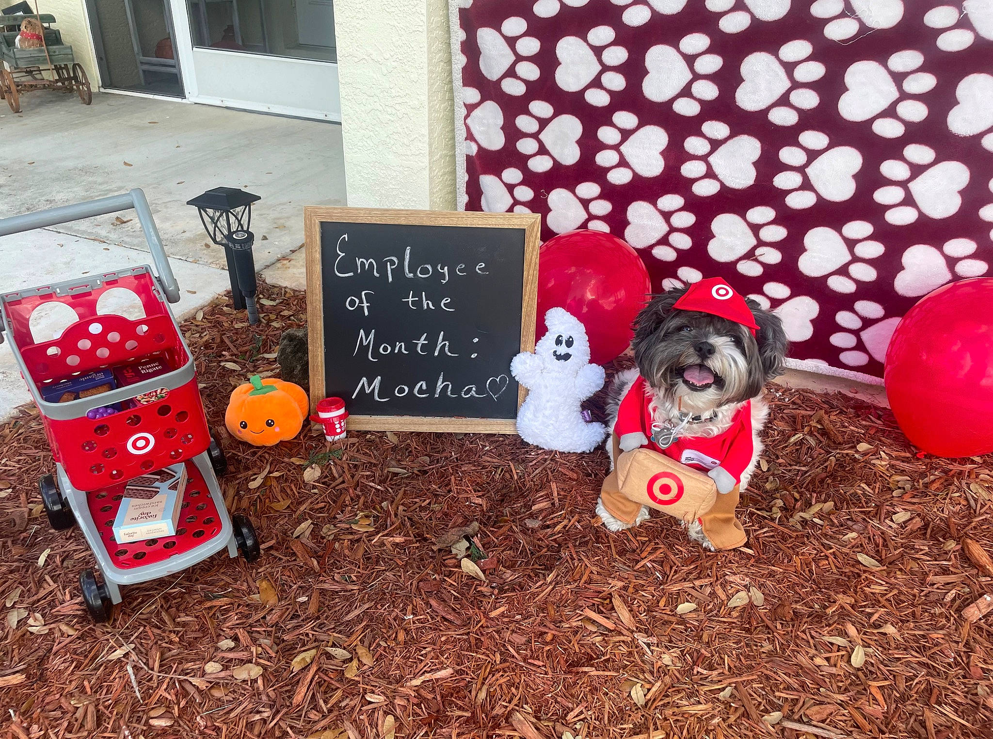 Mocha is registered to the contest to win money with this photo: carmine, christmas, christmas_decoration, christmas_eve, christmas_ornament, event, font, grass, holiday, holiday_ornament, interior_design, lawn_ornament, ornament, plant, pumpkin, soil, toy, tree, window, winter