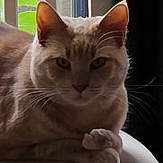 Radley joined the competition — help win amazing prizes! animal, calm, cat, close_up, cute, domestic, ears, face, feline, fur, greenery, indoor, light, paws, pet, relaxed, resting, shadow, whiskers, window