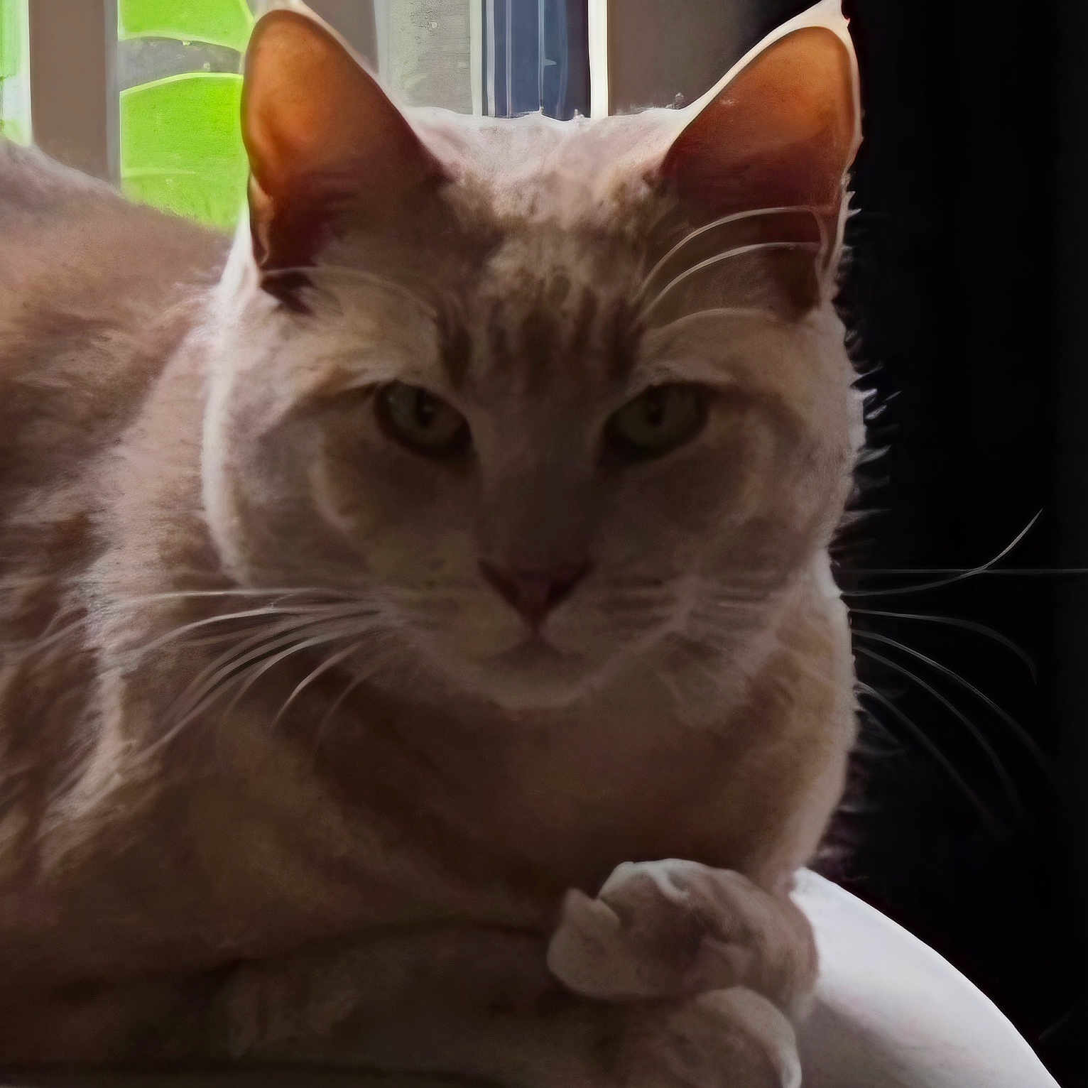Radley
