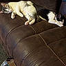Milo Shadow is registered to the contest to win money with this photo: cat, cats, sleeping, napping, brown_couch, leather_couch, indoor, pet, feline, relaxing, cozy, collar, paw, whiskers, fur, animal, domestic_animal, quiet, resting, two_cats
