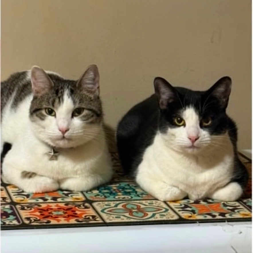 Milo Shadow is registered to the contest to win money with this photo: cat, tabby_cat, black_and_white_cat, pets, animal, feline, sitting, indoor, tile, colorful_tile, resting, two_animals, cute, looking_at_camera, domestic_cat, pair, fur, whiskers, ears, calm