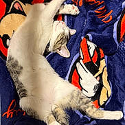 Milo Shadow joined the competition — help win amazing prizes! cat, sleeping, blanket, mickey_mouse, animal, pet, feline, cozy, resting, cute, striped, white_fur, paw, collar, indoor, soft, colorful, cartoon, fabric, relax