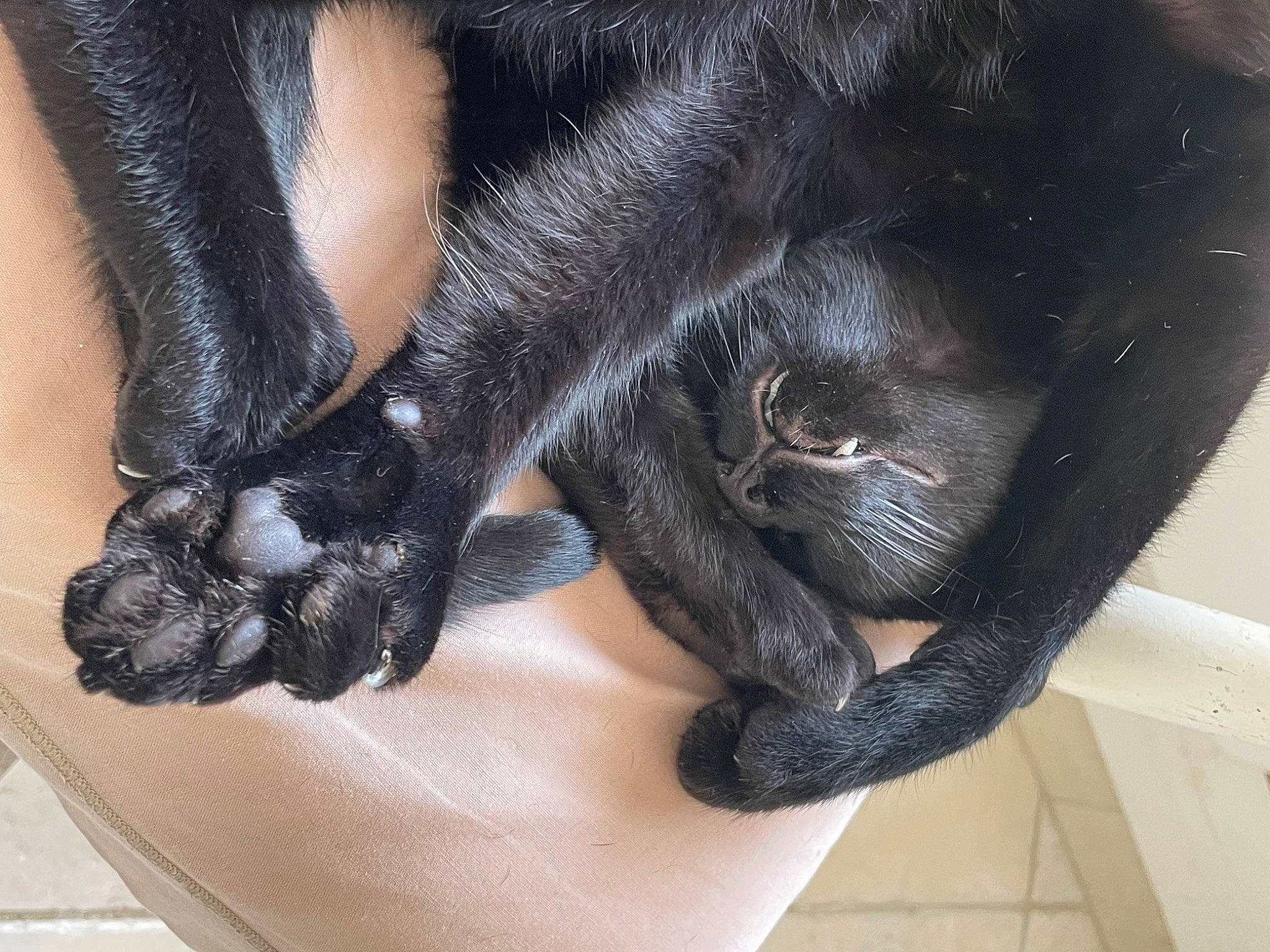 Samy participe au concours pour gagner de l'argent avec cette photo : carnivore, comfort, companion_dog, dog, dog_breed, fawn, foot, fur, gesture, human_leg, leg, mammal, nail, snout, sporting_group, tail, thigh, toe, vertebrate, whiskers