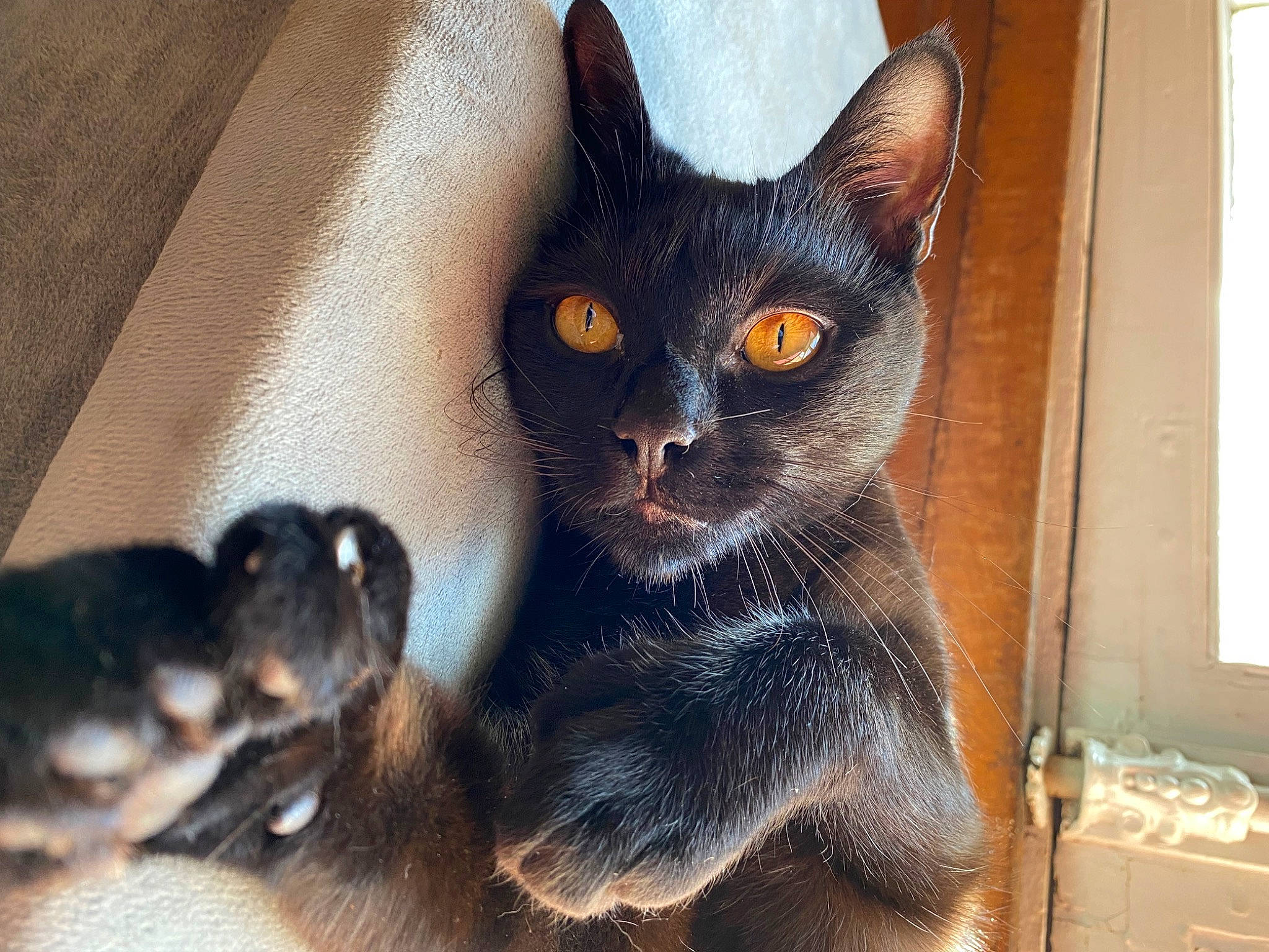 Samy participe au concours pour gagner de l'argent avec cette photo : black_cat, carnivore, cat, claw, domestic_short_haired_cat, ear, eye, felidae, fur, havana_brown, head, paw, small_to_medium_sized_cats, snout, terrestrial_animal, whiskers, window, working_animal