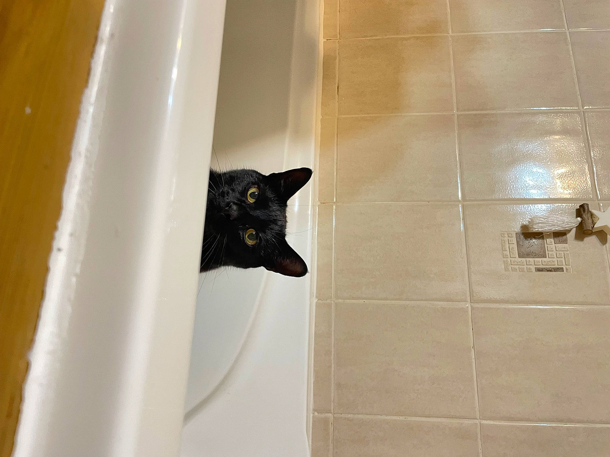 Samy a rejoint le concours — aidez-le/la à gagner de superbes lots ! bathroom, black_cat, bombay, carnivore, cat, domestic_short_haired_cat, felidae, floor, flooring, fur, plumbing, plumbing_fixture, room, small_to_medium_sized_cats, tail, tile, tile_flooring, wall, whiskers, wood