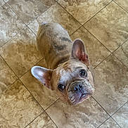 Minka is registered to the contest to win money with this photo: animal, brown, canine, companion, curious, cute, dog, domestic, ears, floor, french_bulldog, friendly, fur, indoors, looking_up, mammal, pet, portrait, standing, tile