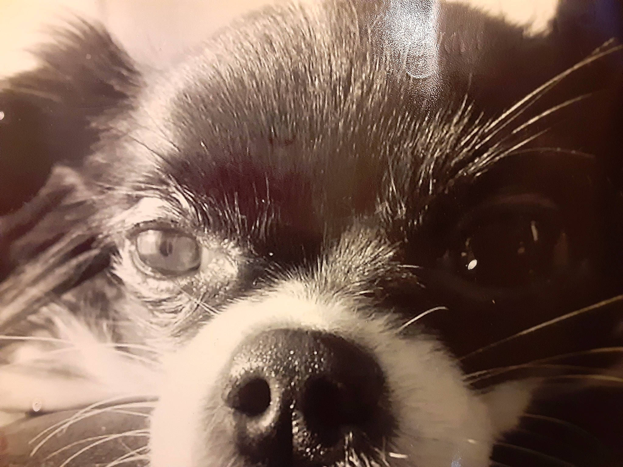 Phoebe Evelet Beliveau