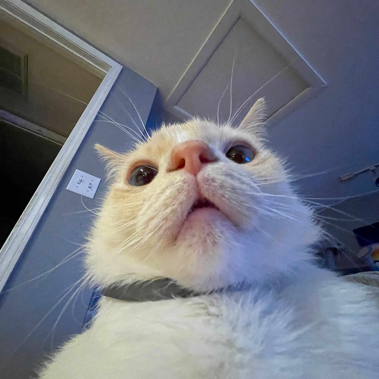 Perceus is registered to the contest to win money with this photo: angora, animal, architecture, building, canine, cat, door, face, head, indoors, interiordesign, kitten, manx, outdoors, person, pet, photography, portrait, selfie, shelter