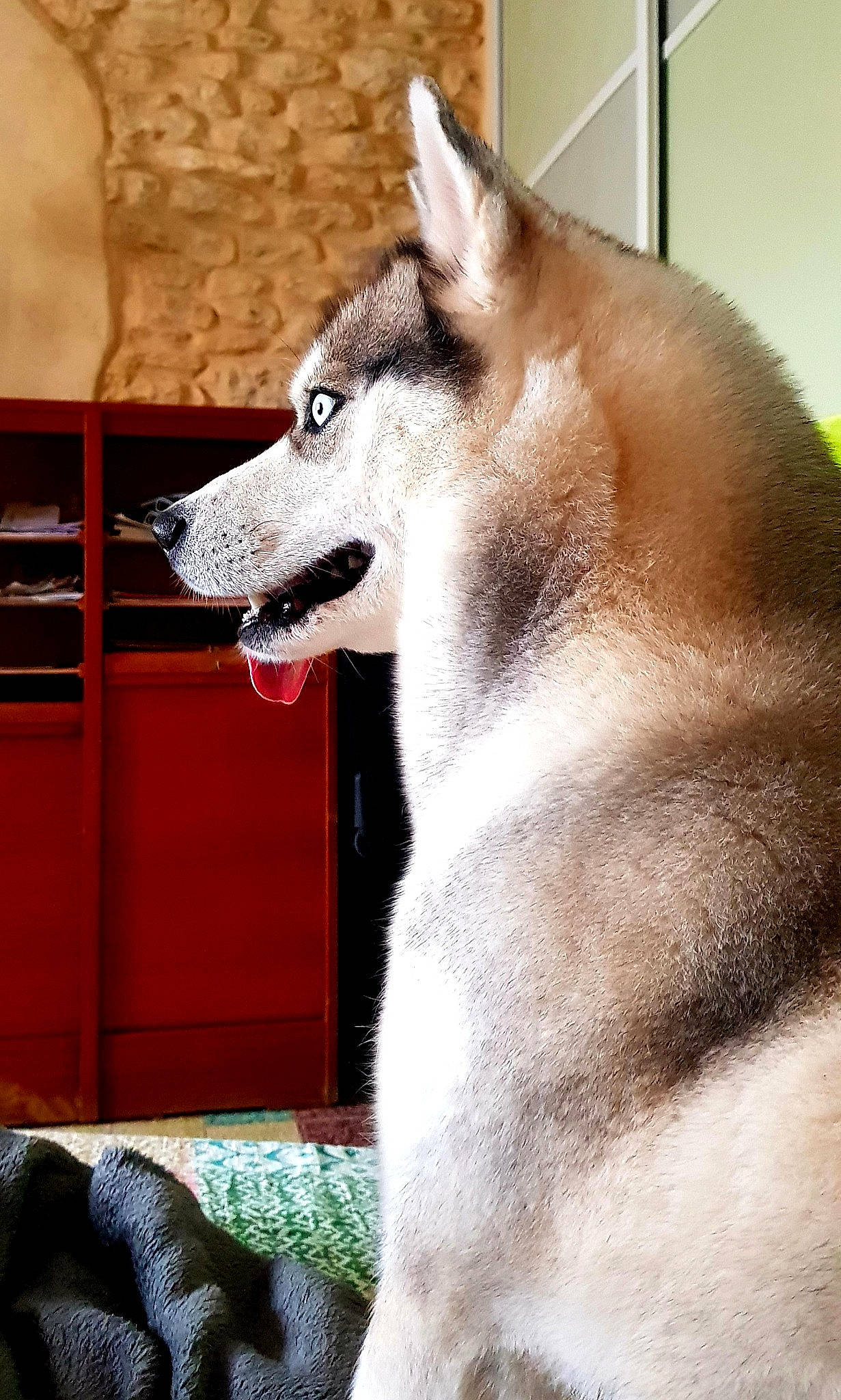 Layka a rejoint le concours — aidez-le/la à gagner de superbes lots ! canidae, canis, carnivore, collar, companion_dog, dog, dog_breed, fawn, fur, jaw, mammal, siberian_husky, sled_dog, sporting_group, terrestrial_animal, whiskers, wildlife, wolf, wood, working_animal