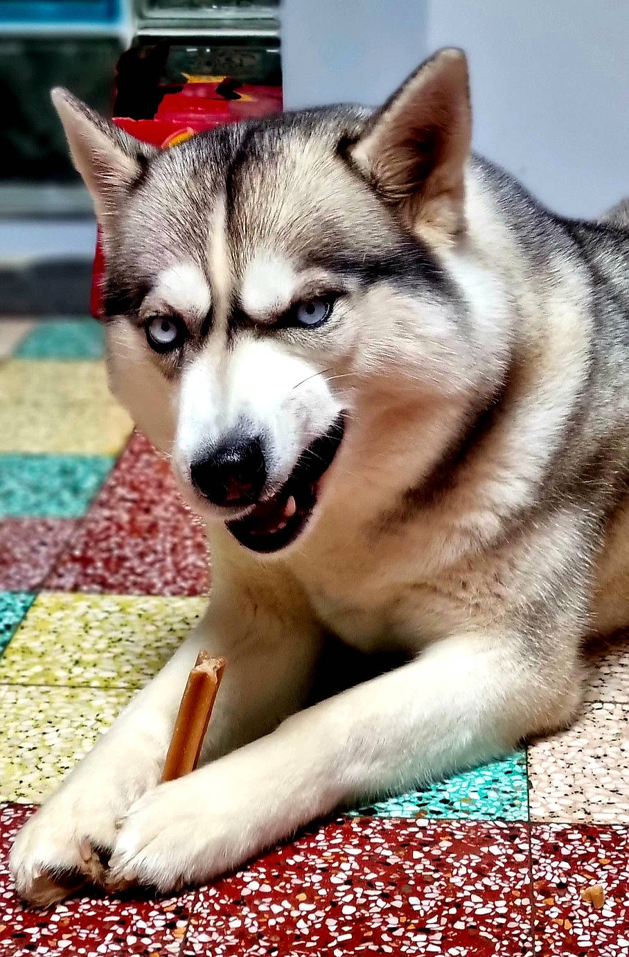 Layka a rejoint le concours — aidez-le/la à gagner de superbes lots ! art, canidae, carnivore, companion_dog, dog, dog_breed, fawn, fur, jaw, pattern, recreation, siberian_husky, sled_dog, snout, sporting_group, terrestrial_animal, whiskers, wildlife, working_animal, working_dog