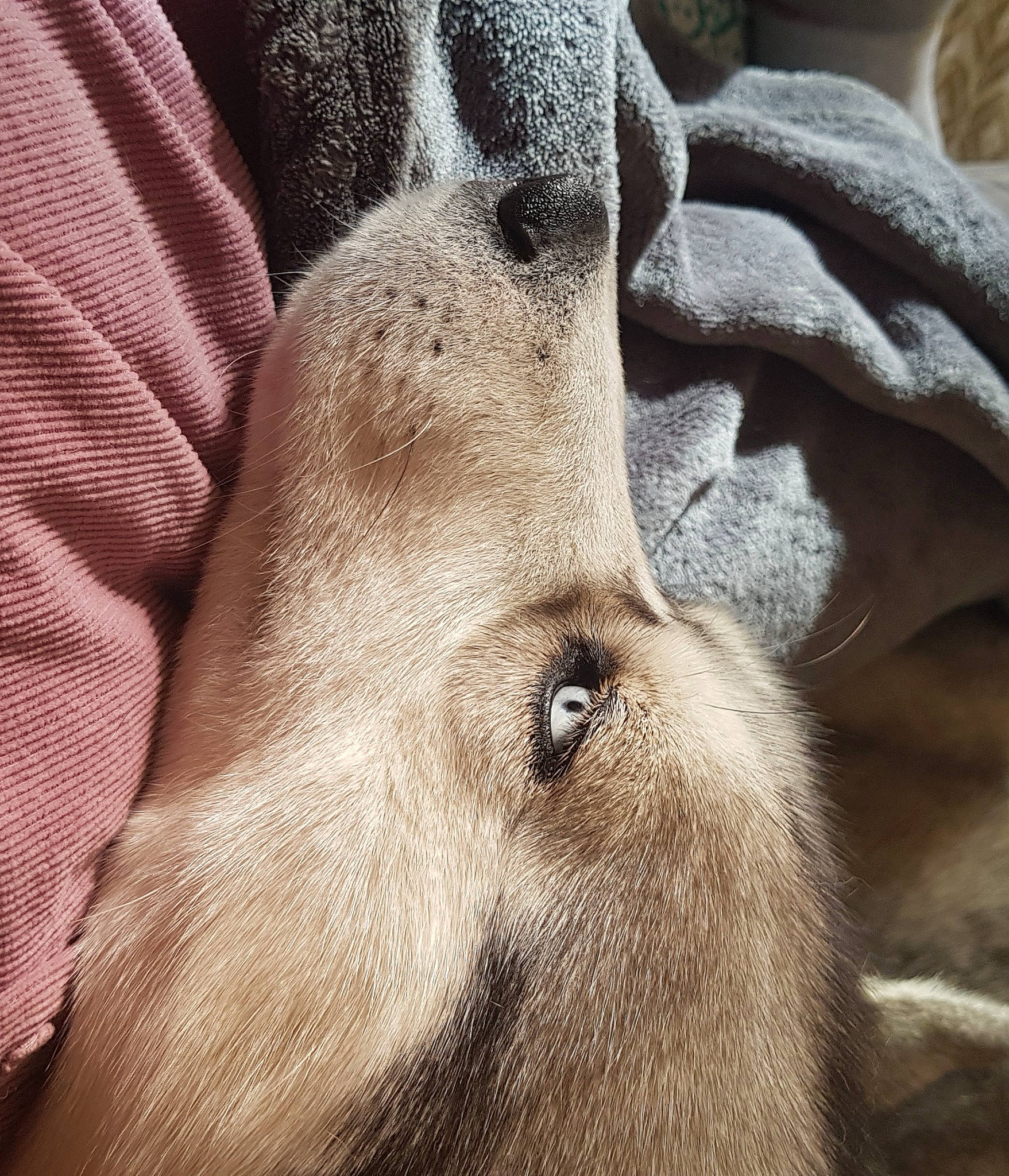 Layka a rejoint le concours — aidez-le/la à gagner de superbes lots ! canidae, carnivore, comfort, companion_dog, dog, dog_breed, fawn, fur, liver, non_sporting_group, paw, snout, sporting_group, terrestrial_animal, whiskers, wildlife, wood, working_animal, wrinkle