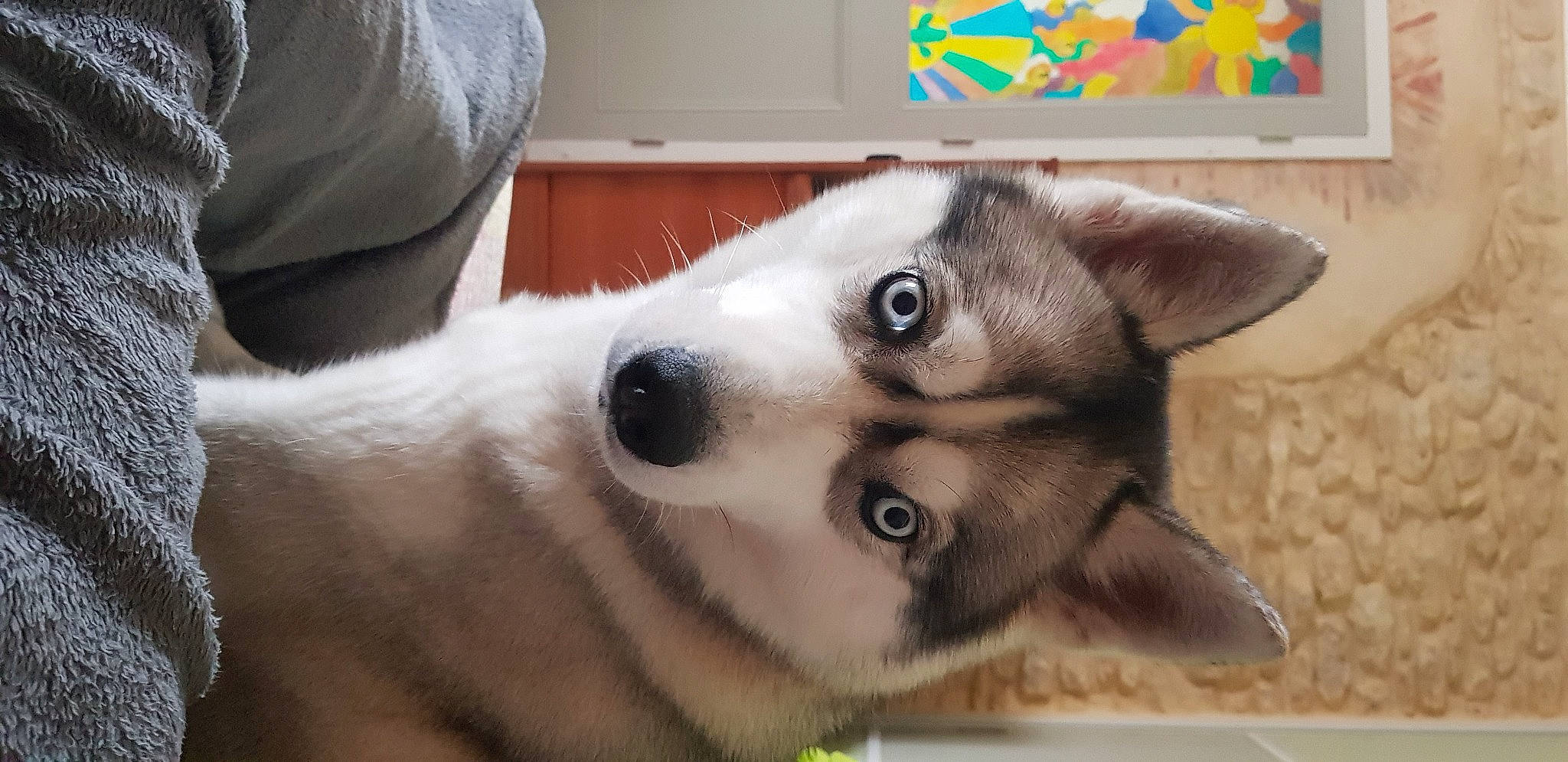 Layka participe au concours pour gagner de l'argent avec cette photo : canidae, carnivore, companion_dog, couch, dog, dog_breed, dog_supply, ear, eyelash, fawn, fur, paw, snout, sporting_group, whiskers, wildlife, working_animal