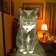 Soxy joined the competition — help win amazing prizes! animal, cat, couch, cozy, curtains, domestic, feline, framed_picture, furniture, gray_cat, household, indoor, lamp, living_room, pet, red_collar, table, water_bottle, whiskers, white_paws