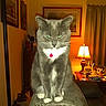 animal, cat, couch, cozy, curtains, domestic, feline, framed_picture, furniture, gray_cat, household, indoor, lamp, living_room, pet, red_collar, table, water_bottle, whiskers, white_paws