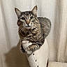 animal, cat, chair, cozy, curious, curtains, cute, domestic_animal, feline, fur, home, indoor, looking_up, mammal, perched, pet, resting, soft_texture, tabby_cat, whiskers
