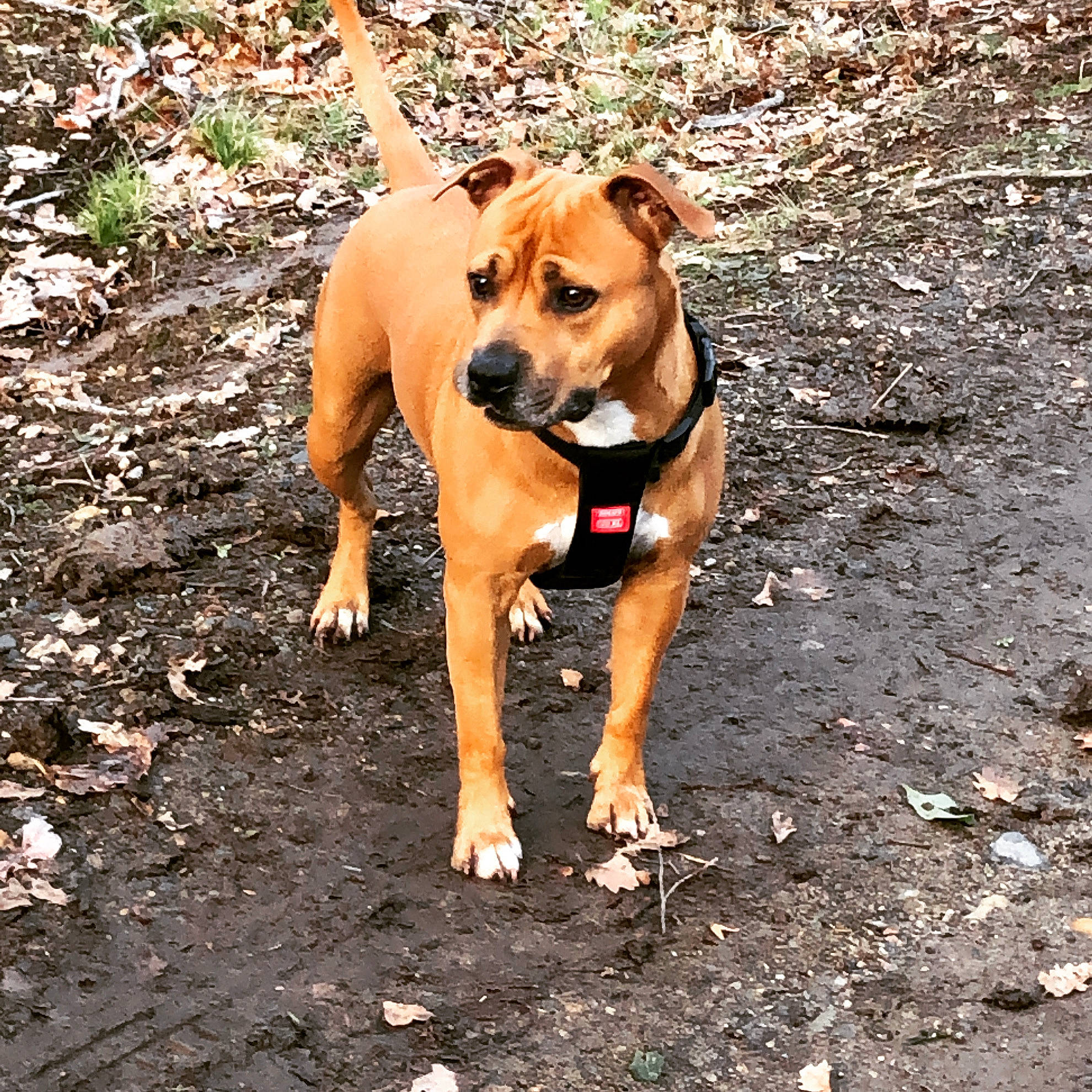 Lova a rejoint le concours — aidez-le/la à gagner de superbes lots ! adventure, american_pit_bull_terrier, american_staffordshire_terrier, black_mouth_cur, canidae, carnivore, catahoula_bulldog, dog, dog_breed, fawn, mammal, mountain_cur, non_sporting_group, perro_de_presa_mallorquin, snout, sporting_group, terrier, vertebrate