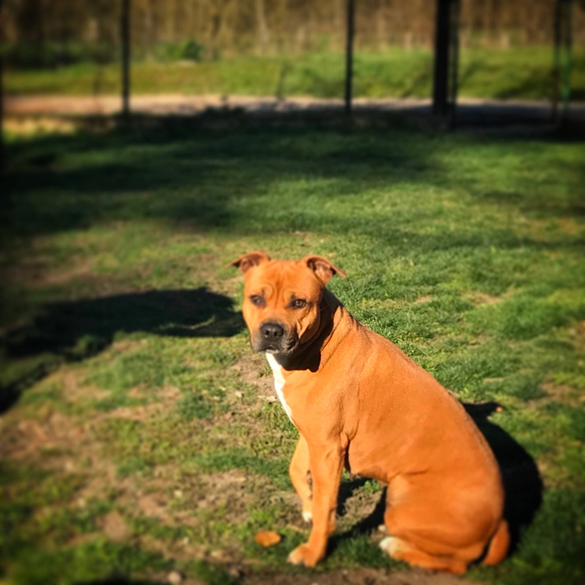 Lova a rejoint le concours — aidez-le/la à gagner de superbes lots ! africanis, black_mouth_cur, broholmer, canidae, carnivore, companion_dog, dog, dog_breed, fawn, grass, hound, mammal, rhodesian_ridgeback, snout, tosa, vertebrate