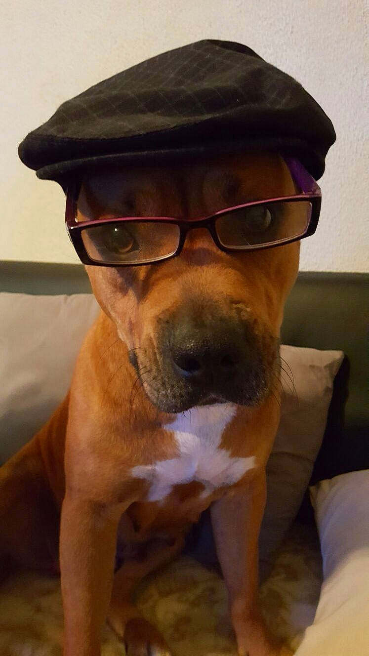 Lova participe au concours pour gagner de l'argent avec cette photo : american_pit_bull_terrier, american_staffordshire_terrier, canidae, carnivore, companion_dog, dog, dog_breed, eyewear, fawn, glasses, mammal, non_sporting_group, nose, pit_bull, rare_breed_dog, snout, sporting_group, staffordshire_bull_terrier, vertebrate, whiskers