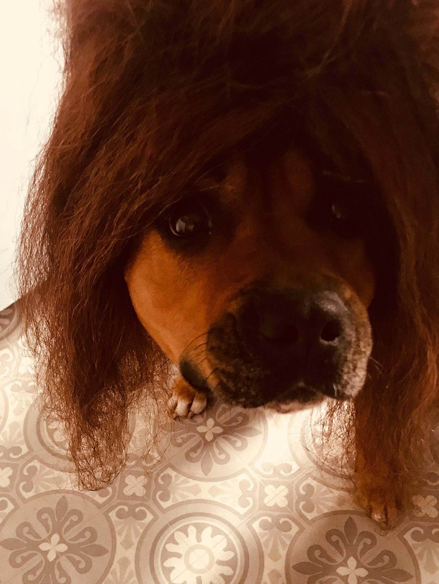 Lova a rejoint le concours — aidez-le/la à gagner de superbes lots ! brown, canidae, caramel_color, carnivore, companion_dog, dog, dog_breed, fawn, fur, hair, nose, photography, snout, sporting_group