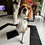 Sally a rejoint le concours — aidez-le/la à gagner de superbes lots ! beagle, brown, chair, collar, curtains, dog, furniture, indoor, lamp, living_room, paw, pet, plant, raising_paw, table, tag, television, tile_floor, white, window