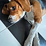 Sally participe au concours pour gagner de l'argent avec cette photo : animal, beagle, black, black_and_white, brown, collar, cute, dog, domestic_animal, ears, floor, fur, indoor, lying_down, mammal, paws, pet, relaxed, tile_floor, white