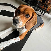 Sally a rejoint le concours — aidez-le/la à gagner de superbes lots ! beagle, black_and_white, bright, chair, collar, curious, dog, domestic_animal, ears, floor, furniture, house, indoor, lying_down, modern, paw, pet, plant, tile_floor, window