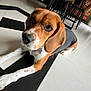 beagle, black_and_white, bright, chair, collar, curious, dog, domestic_animal, ears, floor, furniture, house, indoor, lying_down, modern, paw, pet, plant, tile_floor, window