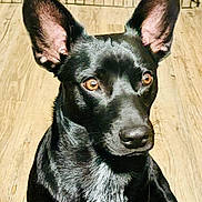 Gus joined the competition — help win amazing prizes! dog, black_dog, pet, animal, ears, amber_eyes, wooden_floor, indoor, crate, curious, attentive, fur, canine, portrait, closeup, companion, domestic_animal, friendly, alert, sitting