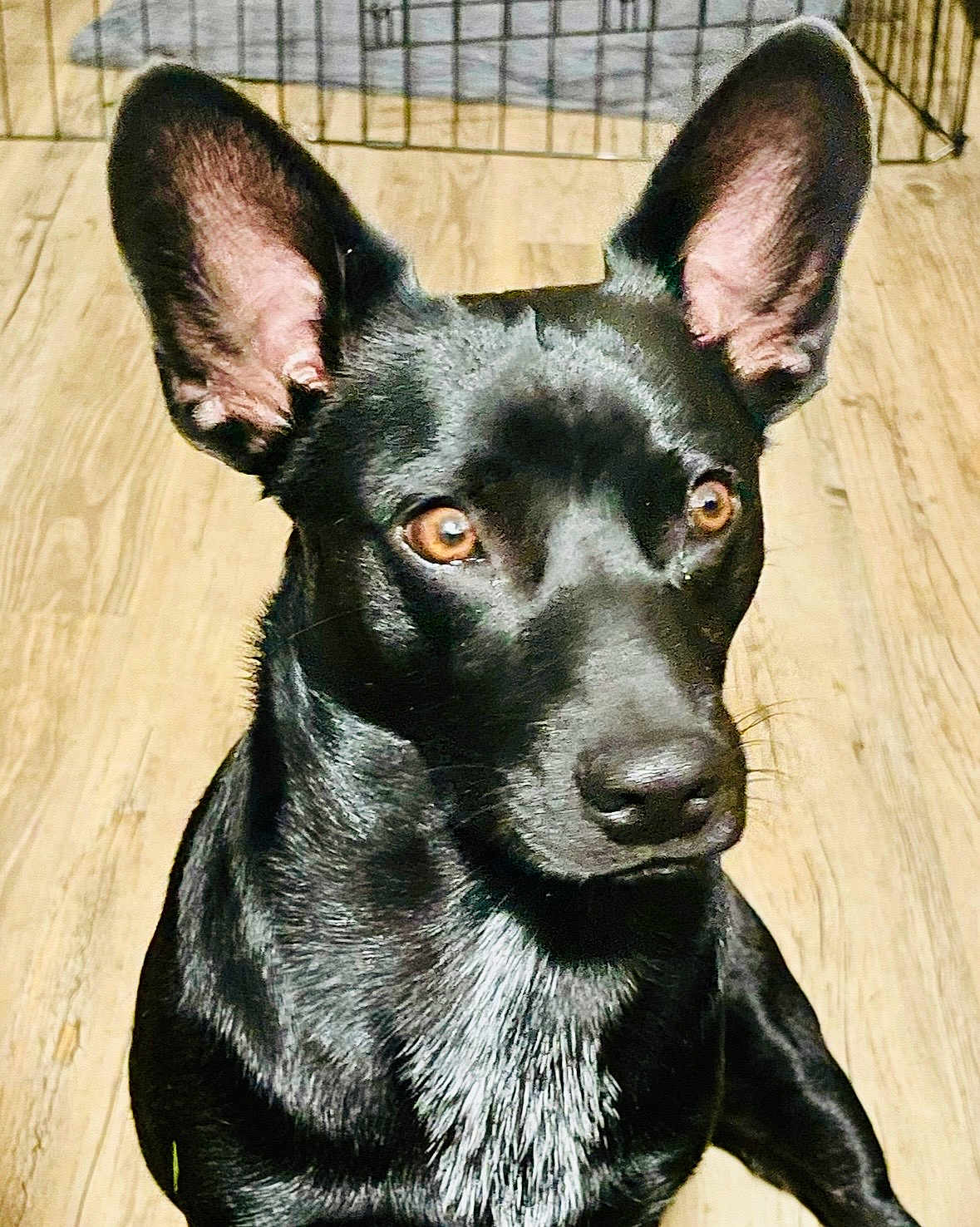Gus
