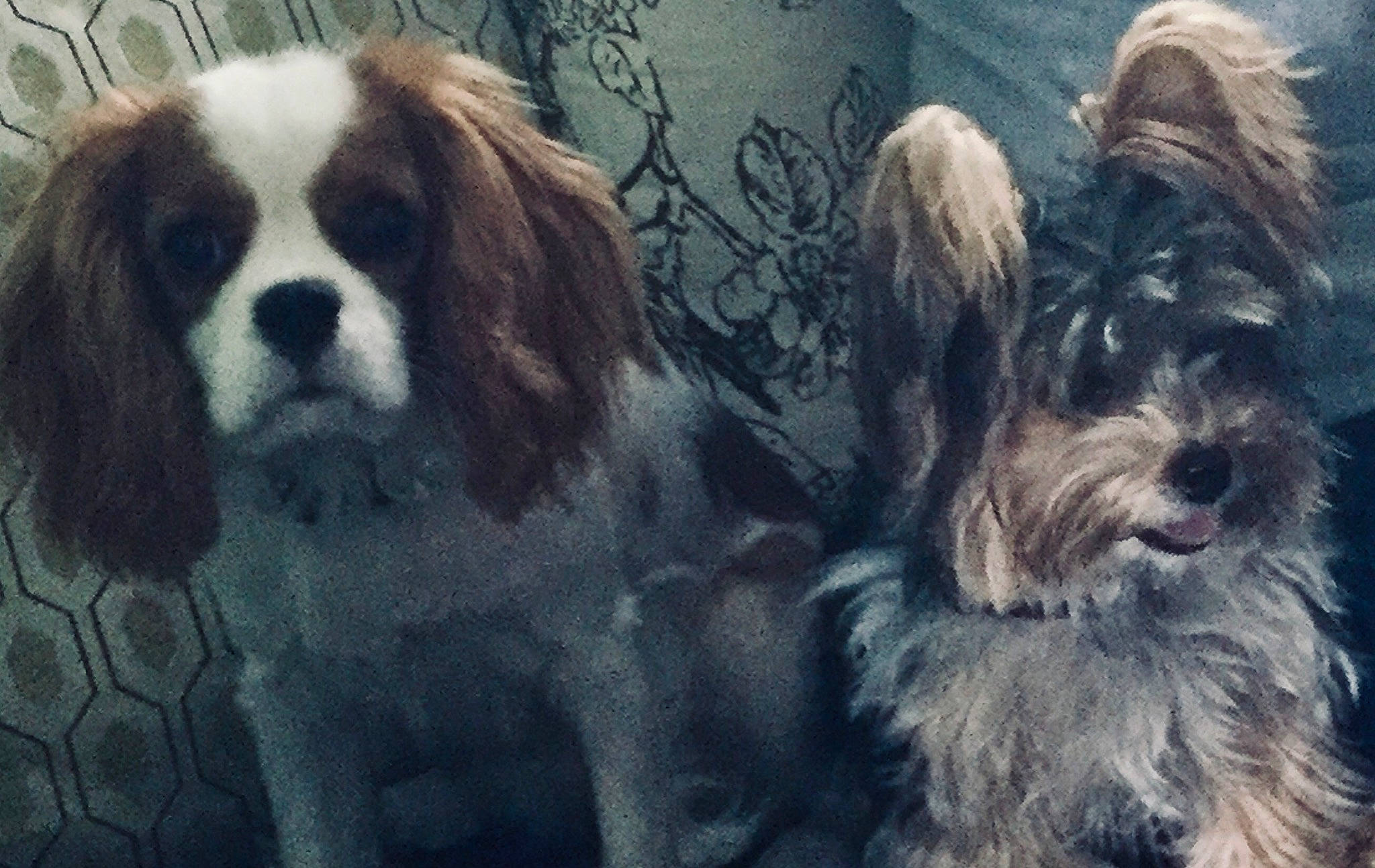 Sadie is registered to the contest to win money with this photo: ancient_dog_breeds, art, canidae, carnivore, cavalier_king_charles_spaniel, companion_dog, dog, dog_breed, fur, king_charles_spaniel, liver, small_terrier, snout, spaniel, sporting_group, terrestrial_animal, terrier, toy_dog, working_animal, working_dog