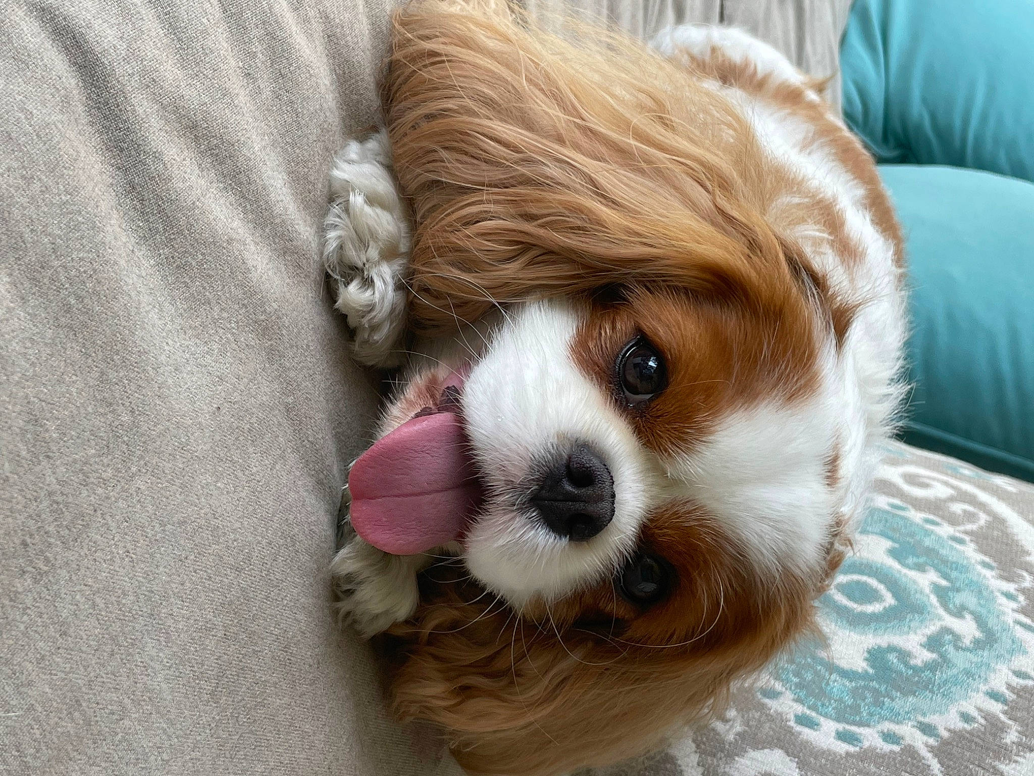 Sadie joined the competition — help win amazing prizes! canidae, carnivore, cavalier_king_charles_spaniel, companion_dog, dog, dog_breed, dog_supply, fawn, fur, liver, puppy_love, small_terrier, snout, spaniel, sporting_group, terrestrial_animal, toy, toy_dog, whiskers, working_animal