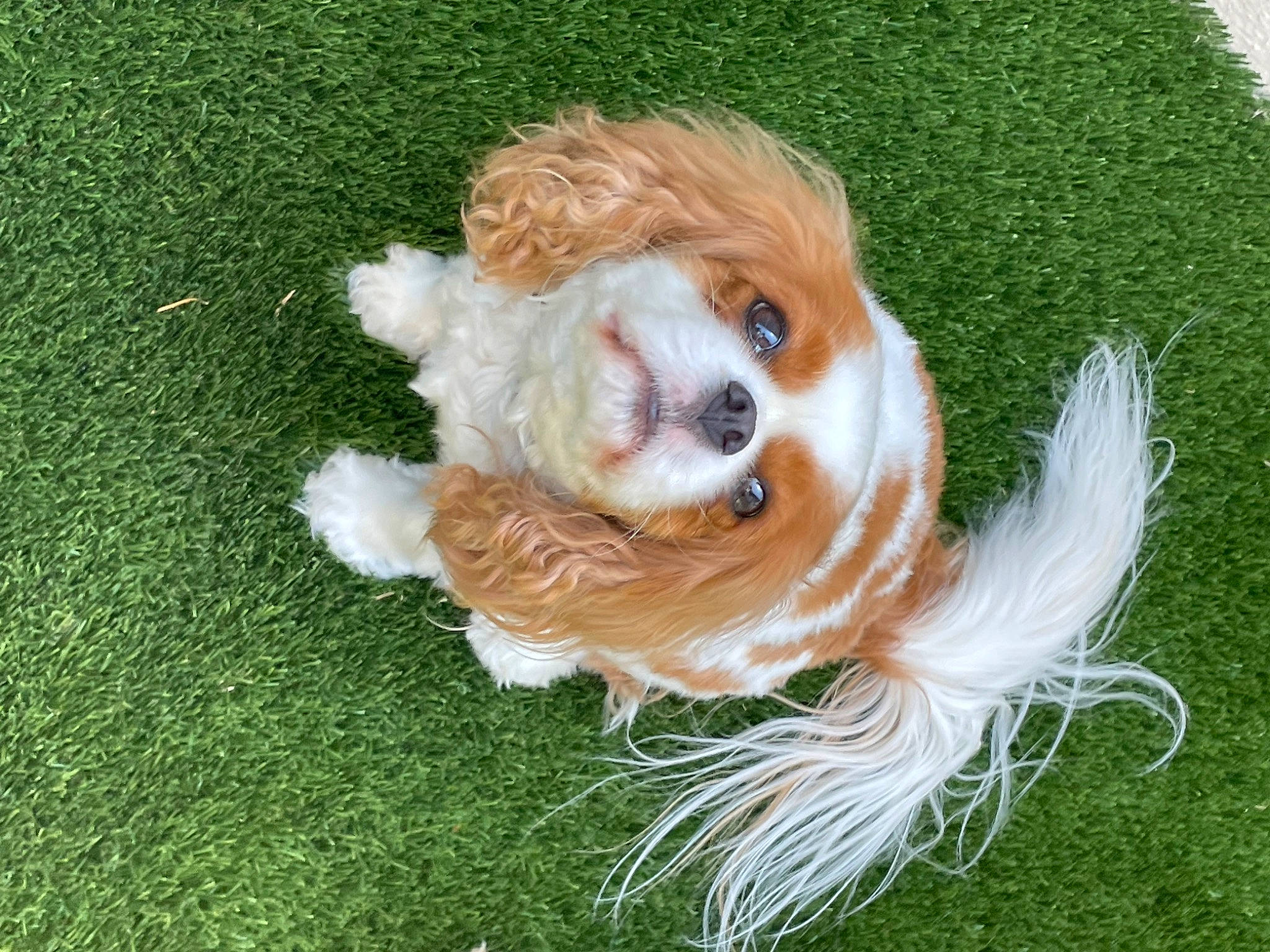 Sadie joined the competition — help win amazing prizes! art, canidae, carnivore, companion_dog, dog, dog_breed, dog_clothes, dog_supply, fawn, fur, grass, liver, non_sporting_group, puppy, snout, sporting_group, tail, toy, toy_dog, working_animal