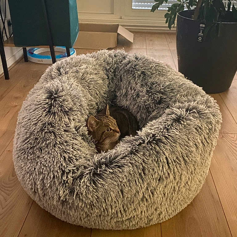 Fifi participe au concours pour gagner de l'argent avec cette photo : animal, beanbag, box, canine, cat, dog, dogbed, furniture, homedecor, pet, plant, rug