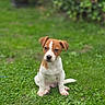 adorable, animal, black_nose, brown_and_white, brown_fur, cute, daylight, dog, facial_markings, floppy_ears, garden, grass, lawn, nature, outdoor, pet, portrait, puppy, sitting, white_chest