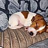 blanket, brown_and_white, canine, closed_eyes, cozy, curled_up, cushion, cute, dog, floppy_ears, home, indoors, nap, paws, pet, puppy, resting, short_hair, sleeping, striped_fabric