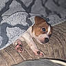 Biker participe au concours pour gagner de l'argent avec cette photo : bed, blanket, brown_and_white, cozy, cushion, cute, dog, fur, home, indoors, lying_down, nose, paws, pet, portrait, puppy, relaxed, sleeping, small_dog, soft_blanket