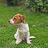 animal, brown_and_white, canine, cute, daylight, dog, floppy_ears, focused, garden, grass, greenery, lawn, nature, outdoor, pet, portrait, profile, puppy, short_hair, sitting