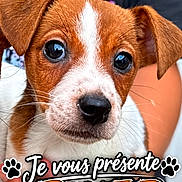 Biker participe au concours pour gagner de l'argent avec cette photo : adorable, animal, black_nose, brown_and_white, close_up, cute, dog, floppy_ears, french_text, fur, holding, indoor, paw_prints, person, pet, portrait, puppy, text_overlay, white_stripe, wide_eyes