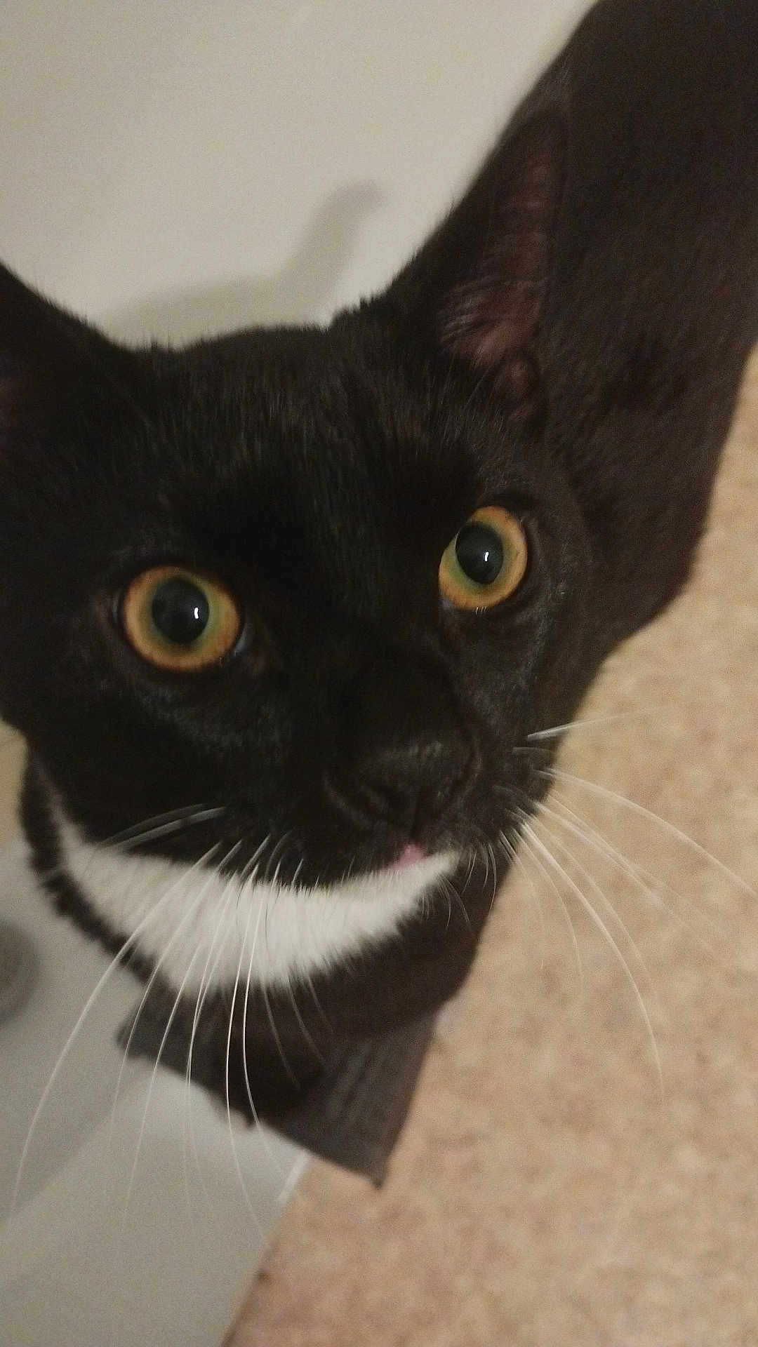 Arlo a rejoint le concours — aidez-le/la à gagner de superbes lots ! cat, black_cat, white_fur, whiskers, close_up, indoor, pet, animal, curious, face, ears, yellow_eyes, feline, fur, looking_up, domestic_cat, cute, portrait, nose, alert