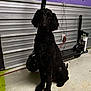 dog, black_dog, curly_fur, sitting, electric_scooter, concrete_floor, metal_wall, purple_wall, paw_prints, indoor, plugged_in, cord, collar, pet, animal, quiet, garage, shadow, side_view, calm