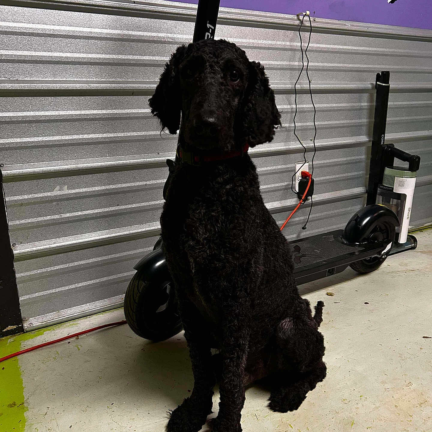 Toodles joined the competition — help win amazing prizes! animal, black_dog, calm, collar, concrete_floor, cord, curly_fur, dog, electric_scooter, garage, indoor, metal_wall, paw_prints, pet, plugged_in, purple_wall, quiet, shadow, side_view, sitting