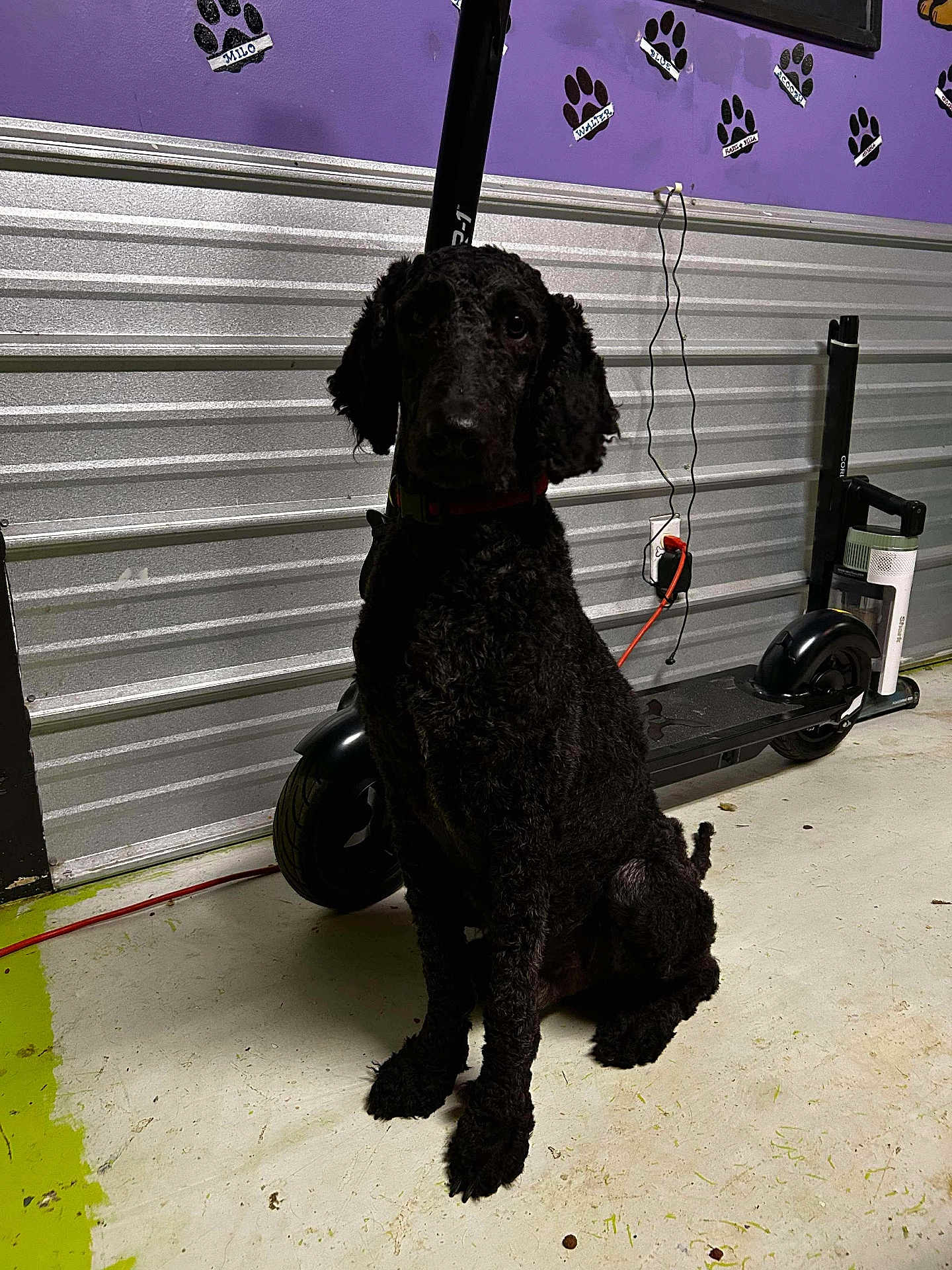 Toodles joined the competition — help win amazing prizes! dog, black_dog, curly_fur, sitting, electric_scooter, concrete_floor, metal_wall, purple_wall, paw_prints, indoor, plugged_in, cord, collar, pet, animal, quiet, garage, shadow, side_view, calm