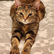 Guillie joined the competition — help win amazing prizes! cat, tabby_cat, pet, animal, feline, indoor, bed, bedroom, blanket, stretching, lying_down, front_paws, whiskers, ears, green_eyes, striped_fur, brown_fur, portrait, cozy, relaxed