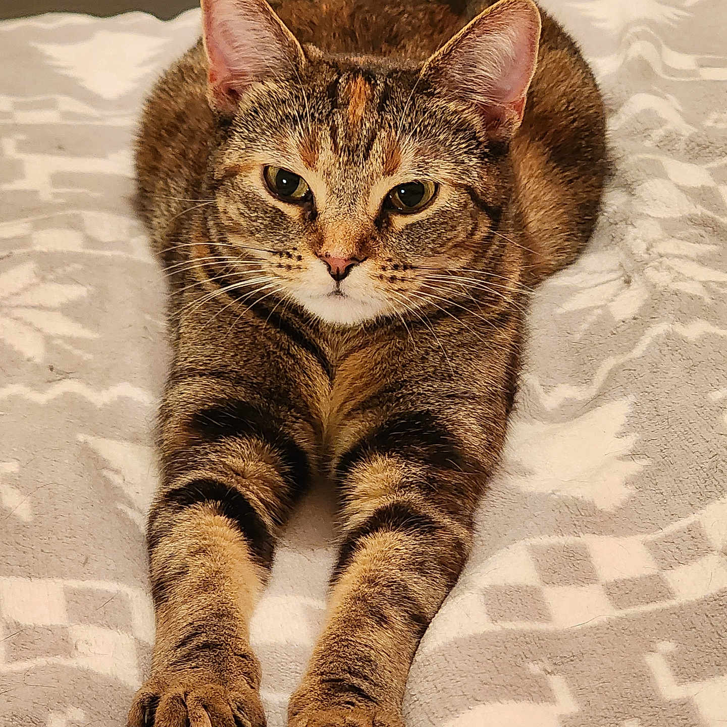 Guillie joined the competition — help win amazing prizes! cat, tabby_cat, pet, animal, feline, indoor, bed, bedroom, blanket, stretching, lying_down, front_paws, whiskers, ears, green_eyes, striped_fur, brown_fur, portrait, cozy, relaxed