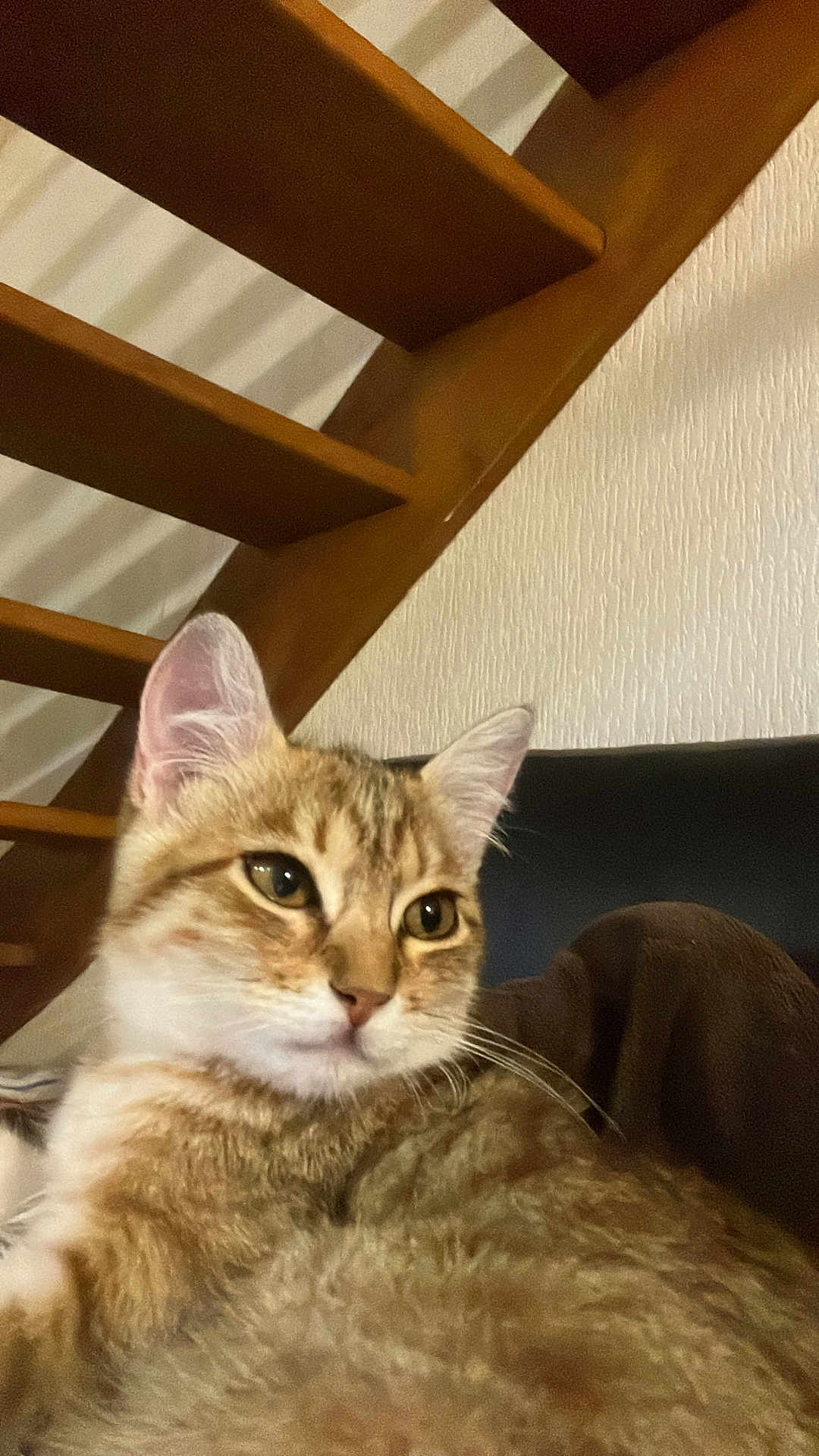 Luma a rejoint le concours — aidez-le/la à gagner de superbes lots ! cat, tabby_cat, indoor, stairs, wood, furniture, pet, animal, fur, closeup, relaxed, mammal, whiskers, ears, face, eyes, domestic_animal, resting, home, cozy