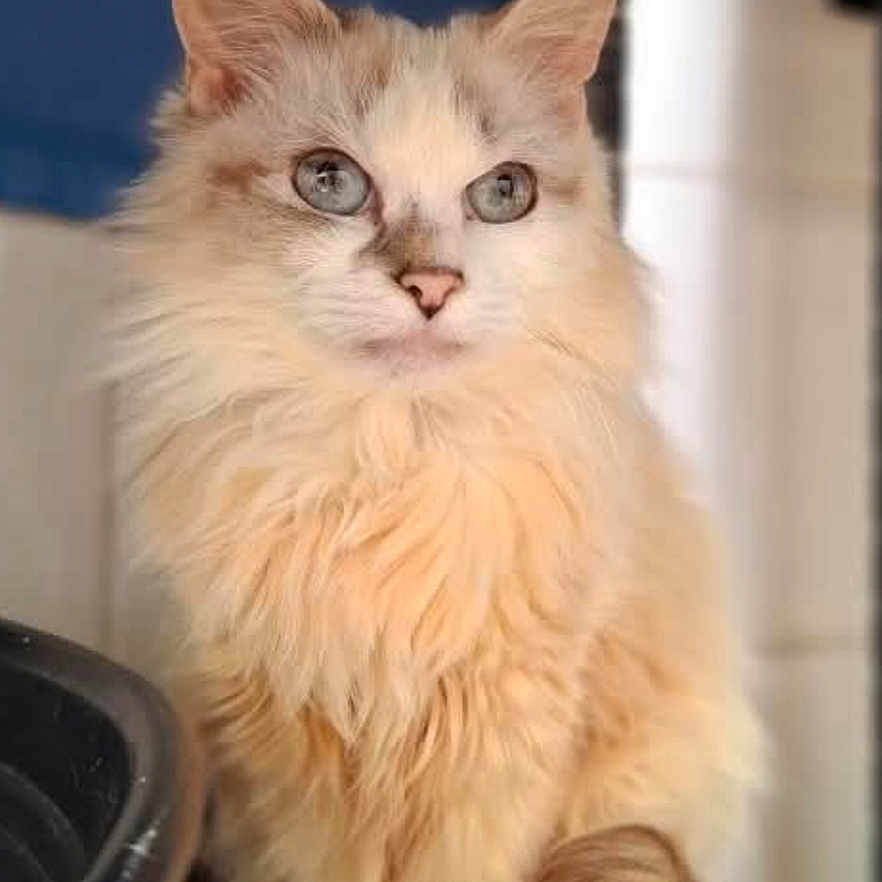Bianca