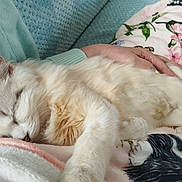 Bianca participe au concours pour gagner de l'argent avec cette photo : cat, sleeping, fluffy, cream_color, hand, blanket, floral_pattern, cozy, resting, indoor, pet, soft_texture, comfort, relaxation, close_up, animal, cute, fur, nap, peaceful